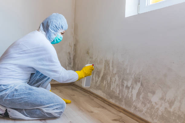 Licensed Mold Testing service in Douglas, MI - WQB Mold Removal