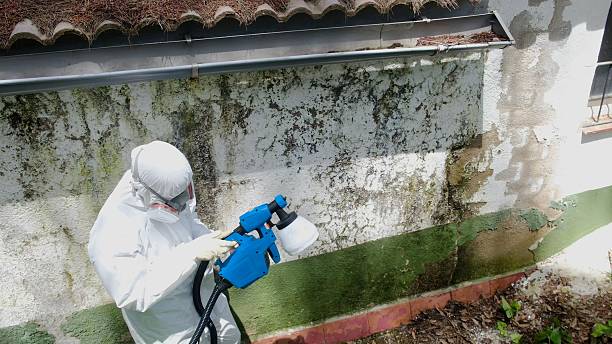 Top rated local Mold Testing specialists in Douglas, MI